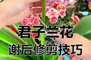 以君子兰又窄又长的修剪技巧（打造健康美丽的君子兰盆栽）