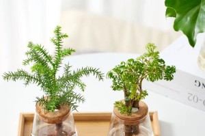 办公室水培植物的选择与养护（打造绿色环保的办公室生活）