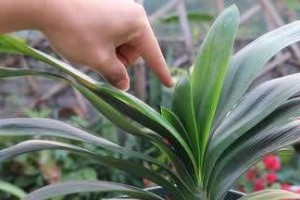 如何管理君子兰花期？（打造健康美丽的君子兰园）