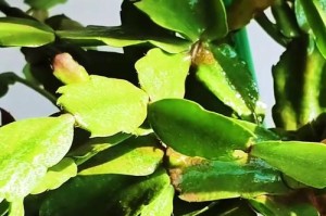 解爪莲花的养护秘籍（打造美丽花坛，从解爪莲花开始）