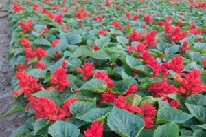 以一串红怎么播种——探寻红色花卉的种植技巧（红色花卉种植的关键）