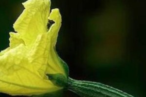 黄瓜的雄花和雌花（探究黄瓜的性别差异及其对生长发育的影响）