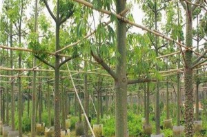 如何种植木棉树？（从种子到成长，一步步教你成功种植木棉树）