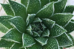 解密波露花（探寻波露花的文化象征和历史渊源）