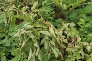 治疗魔芋软腐病的最佳药品（以茜草素为例探讨药品的使用与效果）