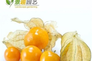 四季果如何浇水？（科学浇水让四季果更健康）