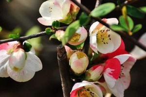 探究海棠花的芳香之谜（探究海棠花的芳香之谜）
