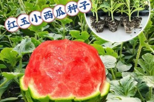 西瓜，果实还是蔬菜？（西瓜属于哪一类？为什么有争议？）
