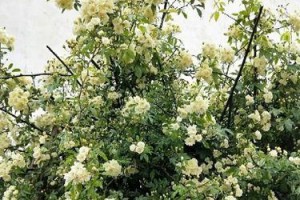 探究红木香花每年开花次数的规律（探究红木香花每年开花次数的规律）