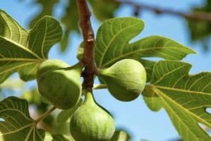 家里种无花果树，轻松享受果实甜美（无花果树种植技巧与注意事项）