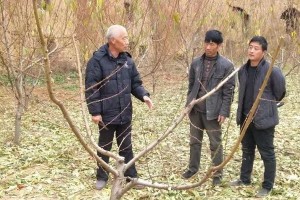 寒冬来袭，如何科学管理桃树过冬？（预防措施让桃树度过严寒冬季，）