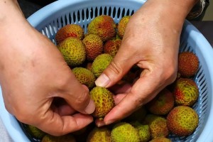 荔枝如何快速方便地剥开