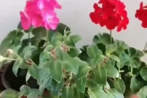 如何有效解决花坛长虫问题（花坛清洁与害虫防治的关键策略）