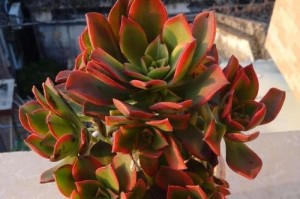艳日辉开花的奇妙之旅（探秘艳日辉开花的样子与过程）