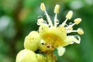 龙眼催花时间和方法详解（打造高产龙眼果园，提高经济效益）