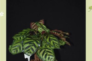 孔雀竹芋盆栽的养殖方法与注意事项（打造室内绿色植物天堂）