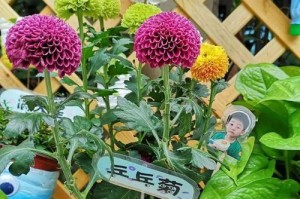 阿司匹林能否作为菊花的肥料？（探究阿司匹林在菊花生长中的作用及注意事项）