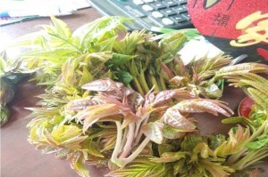 食用香椿树果实的方法与禁忌（香椿树果实的食用方式、效用与注意事项）