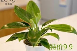 豆瓣绿（绿植之王-豆瓣绿的功效与作用详解）