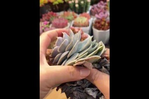 如何让猎户座多肉穿上漂亮的裙子（猎户座多肉装扮秘籍及种植技巧）