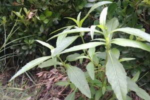 了解回阳草，探索其神奇功效（探索回阳草的医疗价值和其他名称）