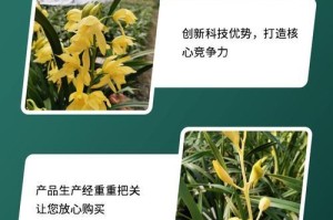 建兰的生长习性与环境要求（揭开建兰的生长秘密，打造适宜的生长环境）