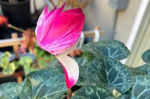 仙客来叶子蔫了，如何挽救？（教你怎么修复植物的叶子）