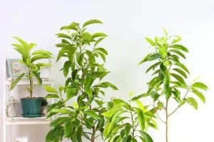 解决白兰花叶子下垂问题的方法（白兰花生长环境的选择与调整）