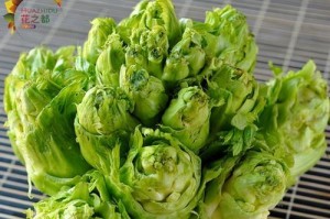 从种子到青菜的全程种植技巧