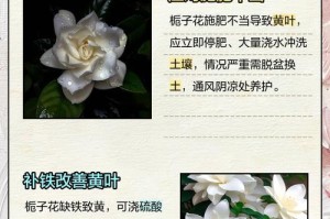 如何防止栀子花叶子在冬季变黑？（栀子花叶子变黑的原因及防治措施）