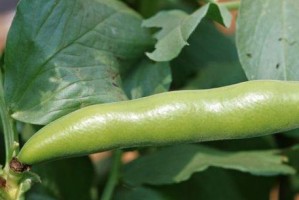 扁豆种植时间和方法（掌握种植技巧，打造优质农产品）