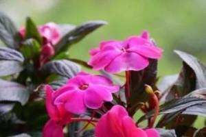 探秘凤仙花开花时间与养护技巧（掌握关键养护技巧，让凤仙花常年开花绽放）