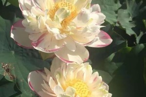 荷花养护技巧（以荷花鲜花怎么养为主题，探讨荷花生长、繁殖和保养的方法与技巧）