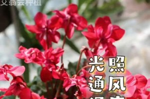 仙客来5-6月份的养护指南（打造美丽庭院的关键步骤与技巧）