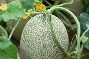 哈密瓜南方种植攻略（南方果园也能享受哈密瓜的甜美——探究哈密瓜在南方种植的秘密）