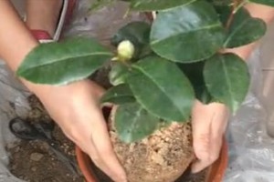 山茶盆景的修剪：技巧与方法