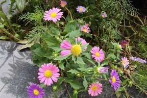 打造后院花园，让家更美丽（适合种植的花卉品种和养护技巧）