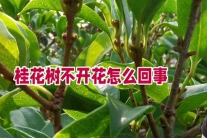 如何让桂花开出花朵（解决桂花不开花的方法及注意事项）