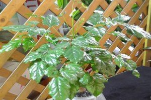 平安树水培教程（如何在家通过水培种植平安树）