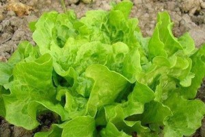 生菜亩产量多少斤？探究生菜种植的关键（生菜种植技巧、肥料选择、土壤管理等因素对生菜产量的影响）