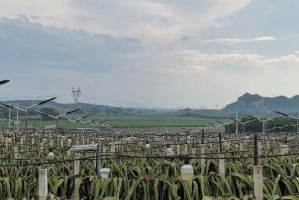 探秘火龙果产地的奇妙之旅（从南美到亚洲，你知道火龙果来自哪里吗？）