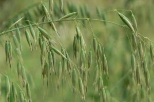 乌麦——一种重要的农作物（介绍乌麦的历史、种植、栽培和用途）