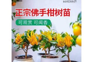 金佛手盆栽，3年后终现收获（品种介绍，种植技巧，产量增长，养护方法，等等）