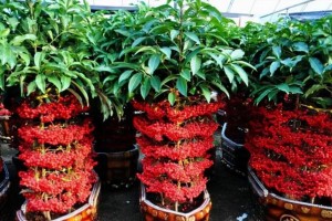 富贵籽的种植方法与注意事项（种植富贵籽，轻松享受自然美味）