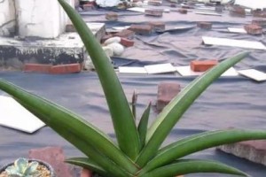 化煞植物，让你远离煞气（探索化煞植物的奥秘，从家居到办公室，让你身心舒畅）