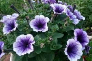 探秘与矮牵牛长得极为相似的花（揭秘花海中的相似之处，寻找差异之美）