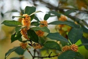 探究桂花的颜色、味道和营养价值（探究桂花的颜色、味道和营养价值）