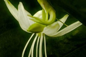 吊兰开花的预兆（吊兰开花所蕴含的意义和文化内涵）