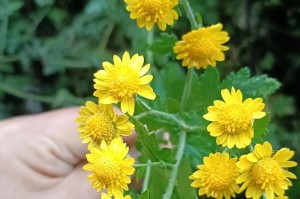 野菊花的生长特征（一朵极具生命力的小花）