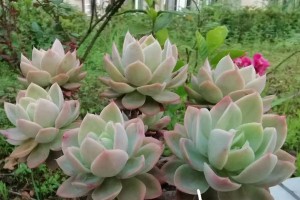 页岩土的植物种植之道（园林绿化，让页岩土焕发新生命）